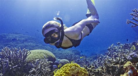 Cairns Liveaboard Dive And Snorkel Cairns Dive Tours