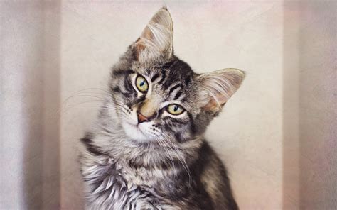 Download Wallpapers Maine Coon Kitten Small Gray Cat Cute Animals