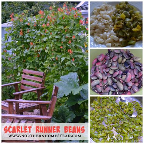 Growing Food Scarlet Runner Beans Recipe Northern Homestead