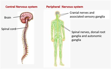 It consists of two parts: Central And Peripheral Nervous System - Brain And Spinal Cord - Free Transparent PNG Download ...