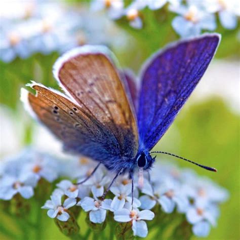 kupu kupu biru hewan wallpapersc android