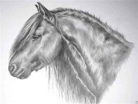 Horse Head Images Drawing At Explore Collection Of