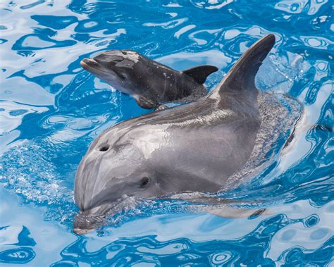 Baby Dolphin Arrival Seaworld San Diego