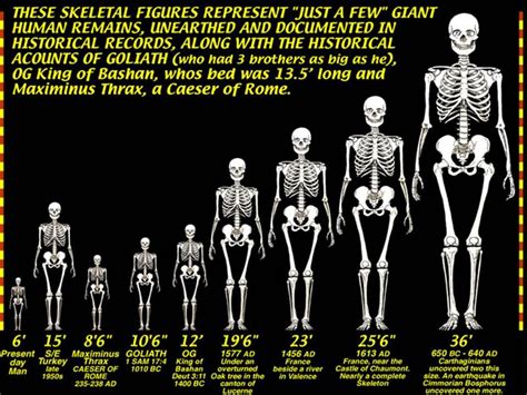 Giants Human Giant Giant Skeleton Ice Age
