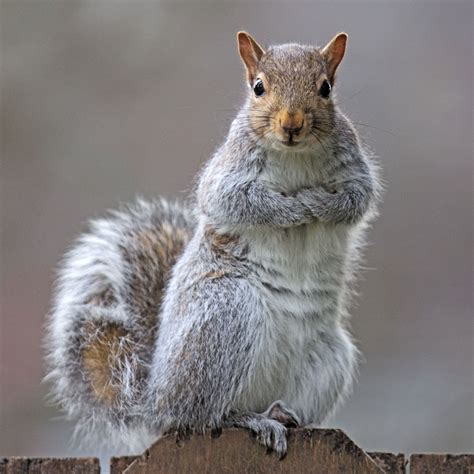 Pictures of baby grey squirrels. Penn State Loves Squirrels | SiOWfa14 Science in Our World ...