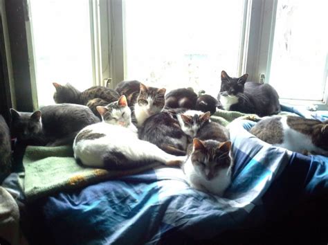 Father Turns Home Into Sanctuary For 300 Homeless Cats After Losing His