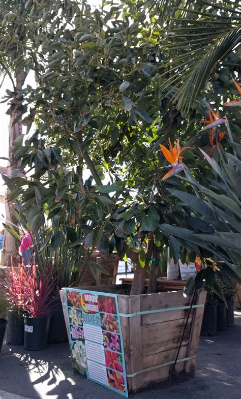Growing Fruit Trees In Southern California Greg Alders Yard Posts