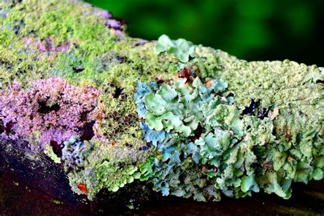 Novel Biosynthetic Pathways In Lichens Could Lead To New Therapeutics