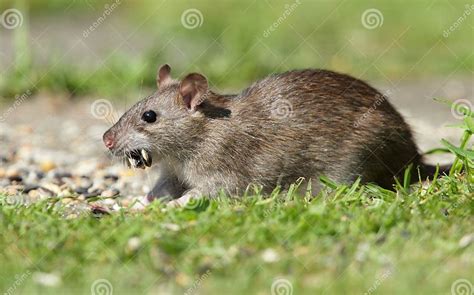 Brown Rat Stock Image Image Of Dormouse Mammal Rodents 25064725