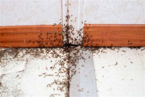 10 Tiny Bugs In Your House To Get Rid Of Asap Bob Vila