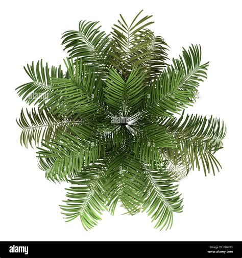Top View Of Areca Palm Tree Isolated On White Stock Photo Alamy
