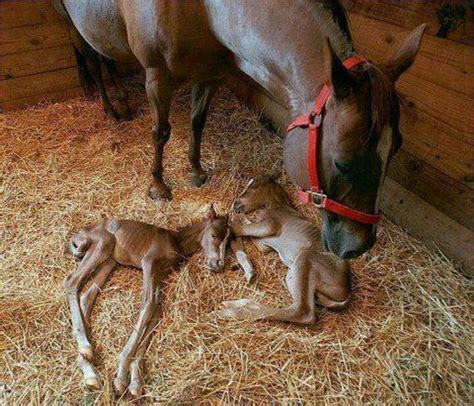 Twin Baby Horses Just Born For My Kbug Pinterest