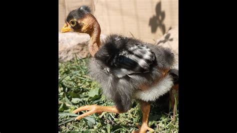 Baby Chicks Getting To Know The Outside World Transylvanian Bare Necks