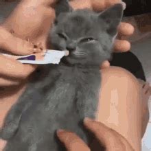 Cat Wakeup Gif Cat Wakeup Eat Discover Share Gifs