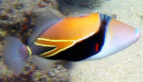 Wedge Tail Triggerfish Online Learning Center Aquarium Of The Pacific