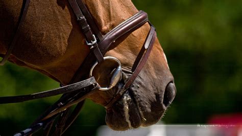 Equestrian Wallpaper 56 Pictures