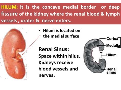 Anatomy Of Kidneys
