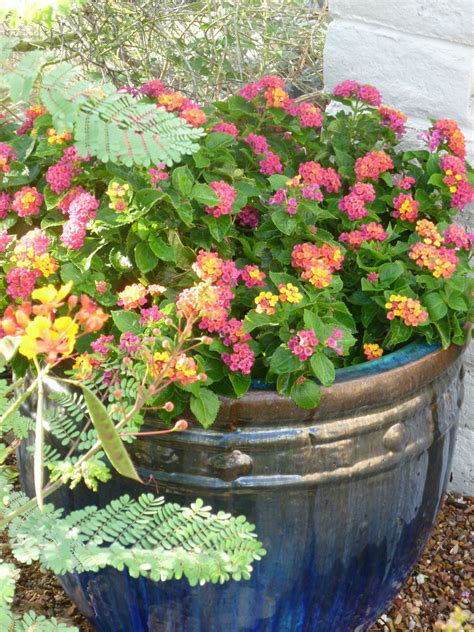 Pink Yellow Lantana In Pots Drought Resistant Plants Lantana Plants