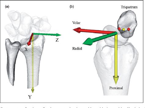 Figure From Three Dimensional Kinematics Of The Lunate Hamate Capitate And Triquetrum With