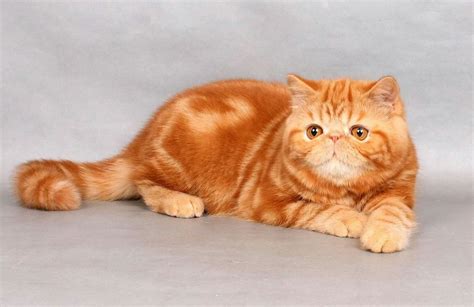 Leader Exoplanet Red Tabby Exotic Shorthair Male 6 Months Old