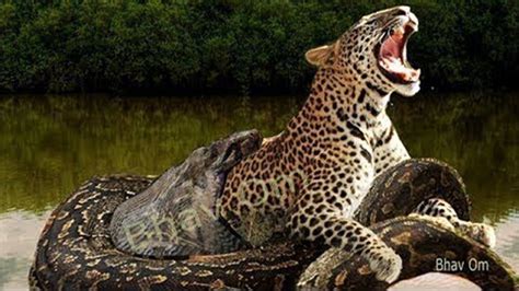 Leopard Attack Anaconda Leopard Vs Anaconda Wildlife Lion Tiger