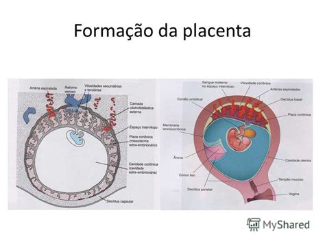 O Desenvolvimento Da Placenta órgão Importante No Desenvolvimento De Mamíferos