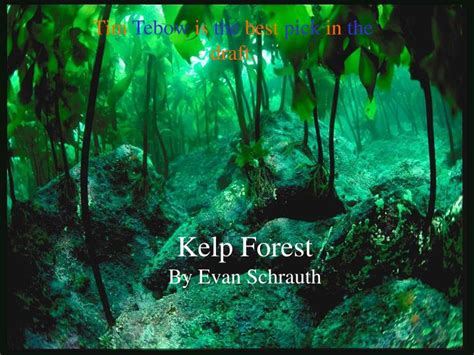 Ppt Kelp Forest By Evan Schrauth Powerpoint Presentation Free