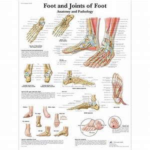 Anatomical Charts And Posters Anatomy Charts Foot And Ankle