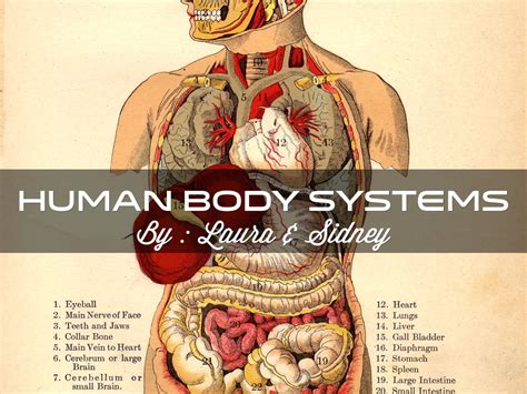 Human Body System by Sidney Critchley
