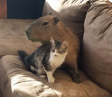 A Capybara Sitting On Top Of A Couch Next To A Cat In Front Of It