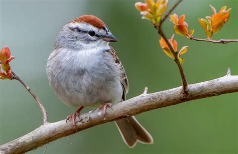 Chipping Sparrow American Bird Conservancy