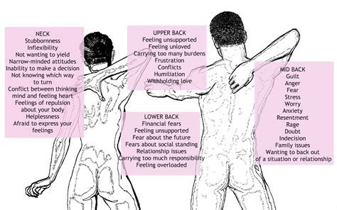 Muscle diagram of the back posterior front anterior. Louise Hay Back Pain | Beyond Affirmations