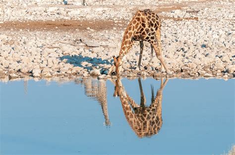 Can Giraffes Swim And Dive Wildlifefaq