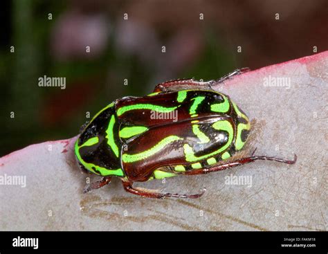 Australian Fiddler Flower Beetle Eupoecila Australasiae Scarab