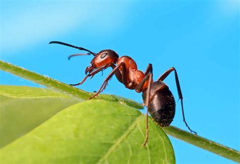 Top 196 Animal Facts Ants