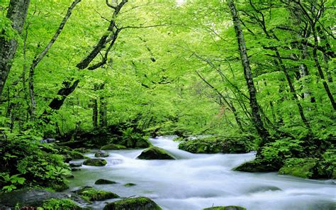 Green Nature Wallpapers Hd 0873