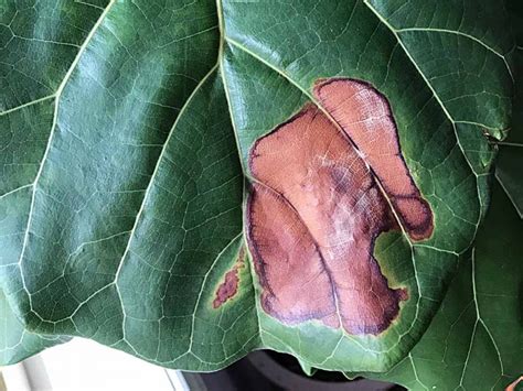 How To Identify And Treat Fiddle Leaf Fig Brown Spots Dossier Blog