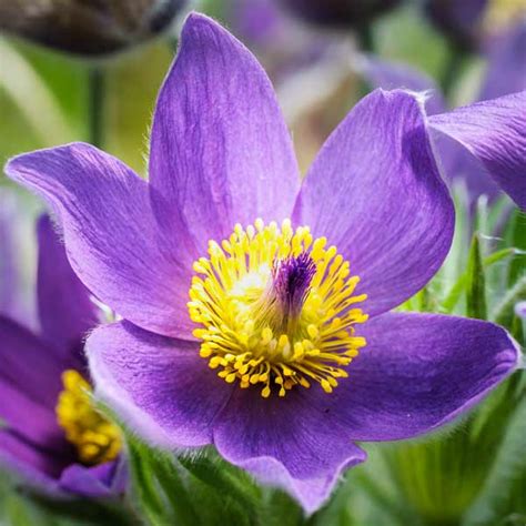 South Dakota Pasque Flower 50 State Flowers To Grow Anywhere This