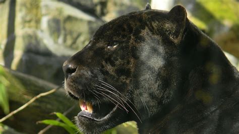 Panther Full Hd Desktop Wallpapers 1080p Черная пантера Животные