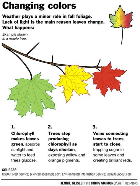 Why Leaves Change Color Horticulture Education Tree Study
