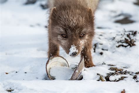 Arctic Foxes Of Hornstrandir — Frank Tschöpe Photography
