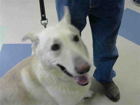 German shepherd puppies for adoption in indiana. German Shepherd Dog dog for Adoption in Fort Wayne, IN ...
