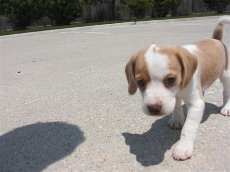 Looking for great beagle names? Lola - My Lemon Beagle Puppy | Flickr