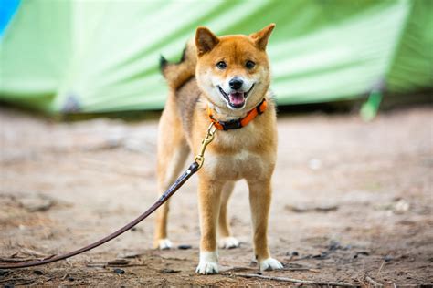 The shiba inu (柴犬, japanese: Shiba Inu | zooplus Magazine
