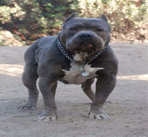 Blue Nose Pitbull 15 Interesting Facts About This Dog Pitbull