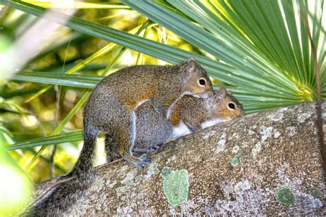Pair Of Brown Squirrels Mating Fotografering För Bildbyråer Bild Av