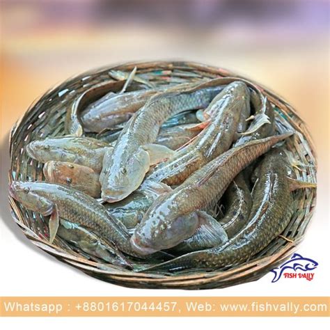 Baila Fishদেশি বাইলা Fish Vally