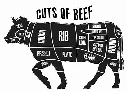 Beef Cut Primal Cattle Steak Cuts Meat