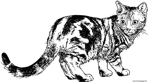 Realistic Cat Animal Coloring page Printable