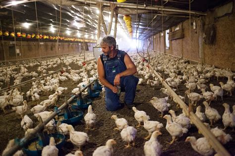 This Former Chicken Farmer Has Had Enough — Stone Pier Press